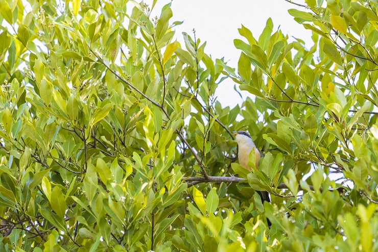 Animalstuffstore mangrove-cuckoo-7447 CBC in Paradise – 10,000 Birds Bird  