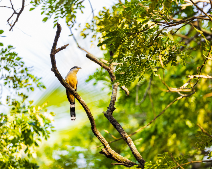 Animalstuffstore mangrove-cuckoo-9389- Chook of the Yr? – 10,000 Birds Bird  