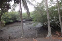 Mangrove Birds of Costa Rica