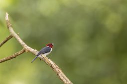 Birding in a Refinery