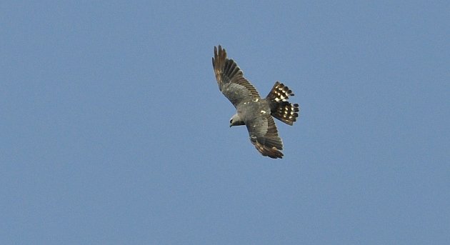 Bird of Prey: The Story of the Rarest Eagle on Earth – A Film Review -  10,000 Birds