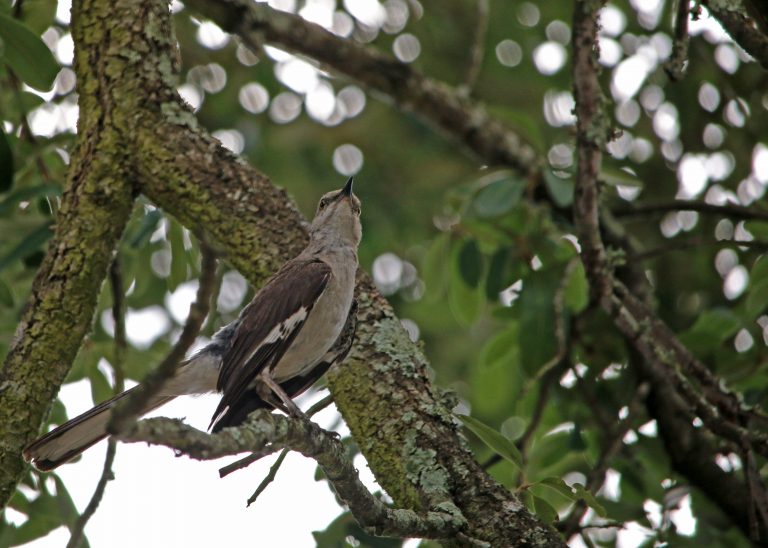 Birding New Orleans - 10,000 Birds