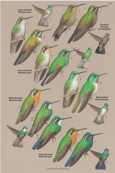 Birds of Central America: A Field Guide Review - 10,000 Birds