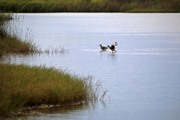 willet, nature, navarre, florida