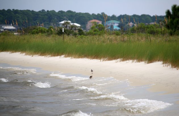 nature, birding, florida