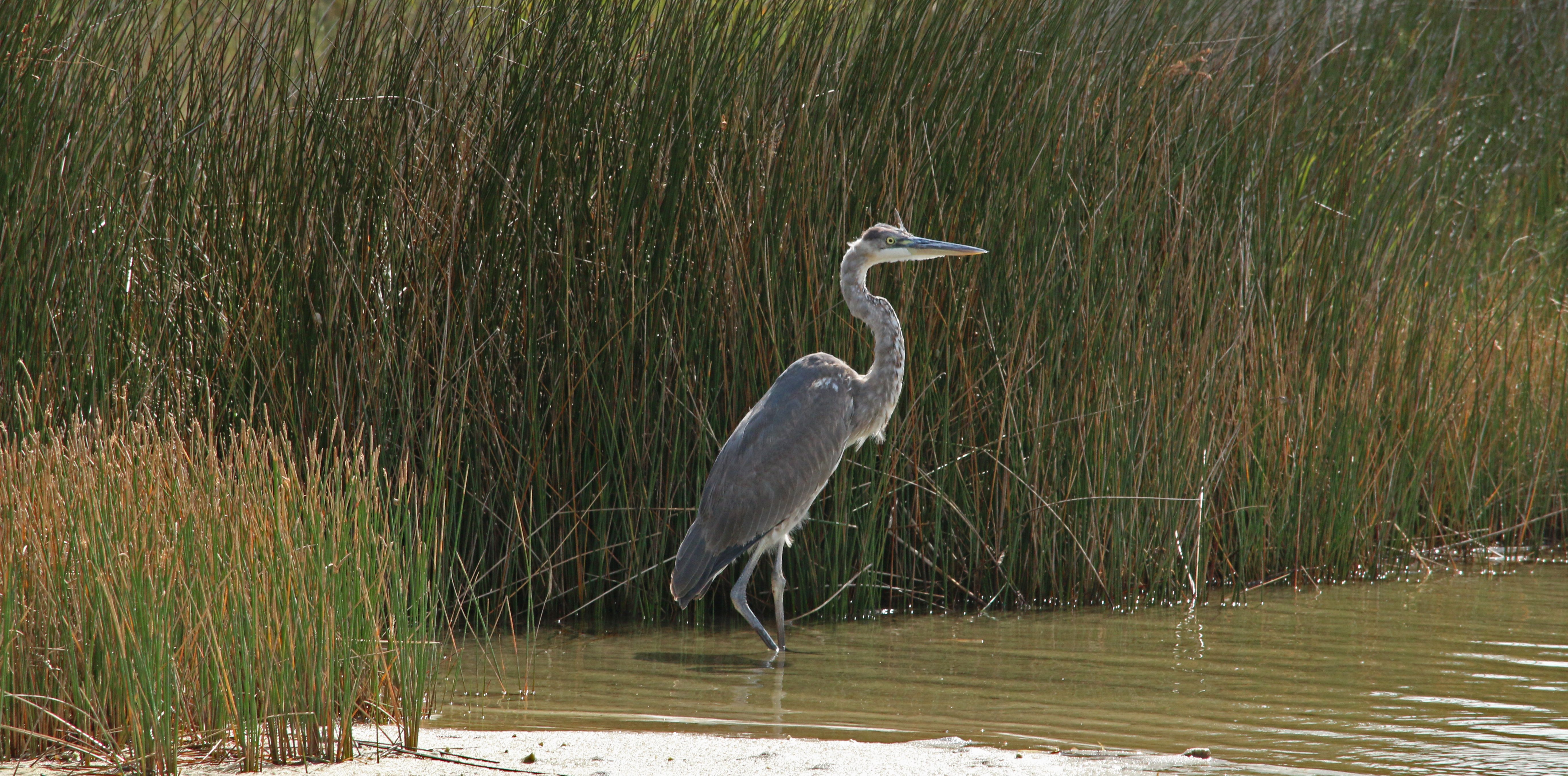 great blue heron, nature, birding