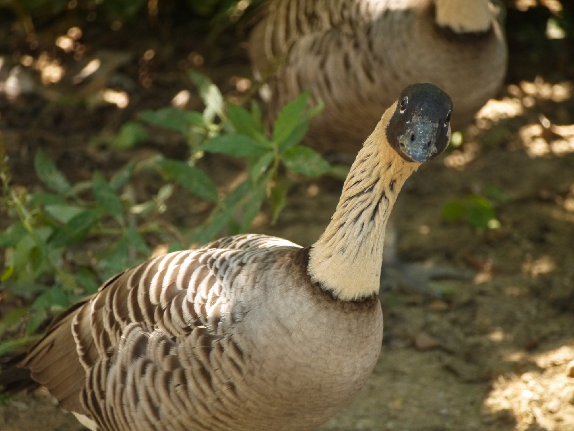 nene, state bird, hawaii