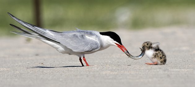10 000 Birds Tough Love On The Beach In June I Go To Nickerson Beach A Place Of Nesting Common Terns American Oystercatchers Piping P And Later The Summer Black Skimmers