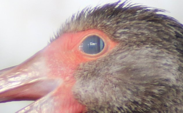 nictitating membrane