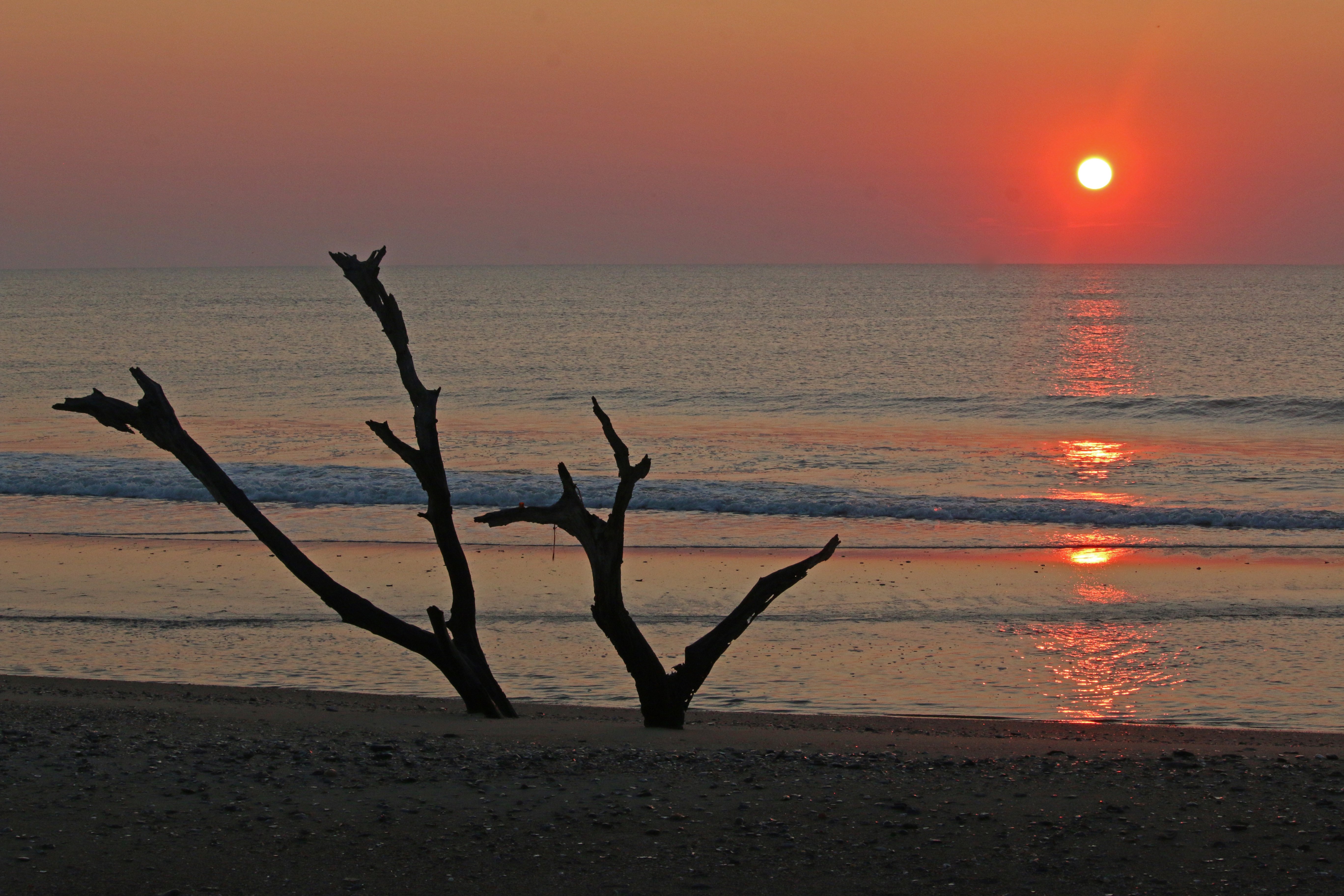 south carolina, nature, sunset, birding