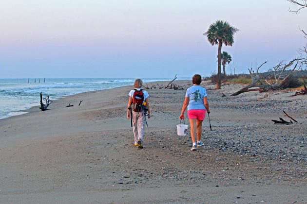 south carolina, nature, sunset, birding