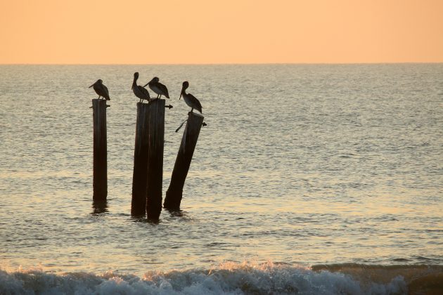 south carolina, nature, sunset, birding