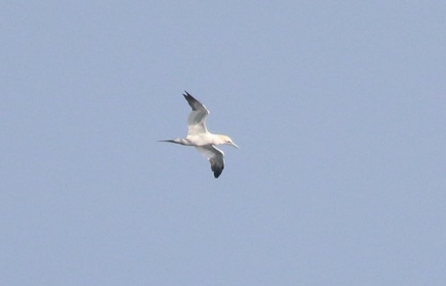 northern-gannet