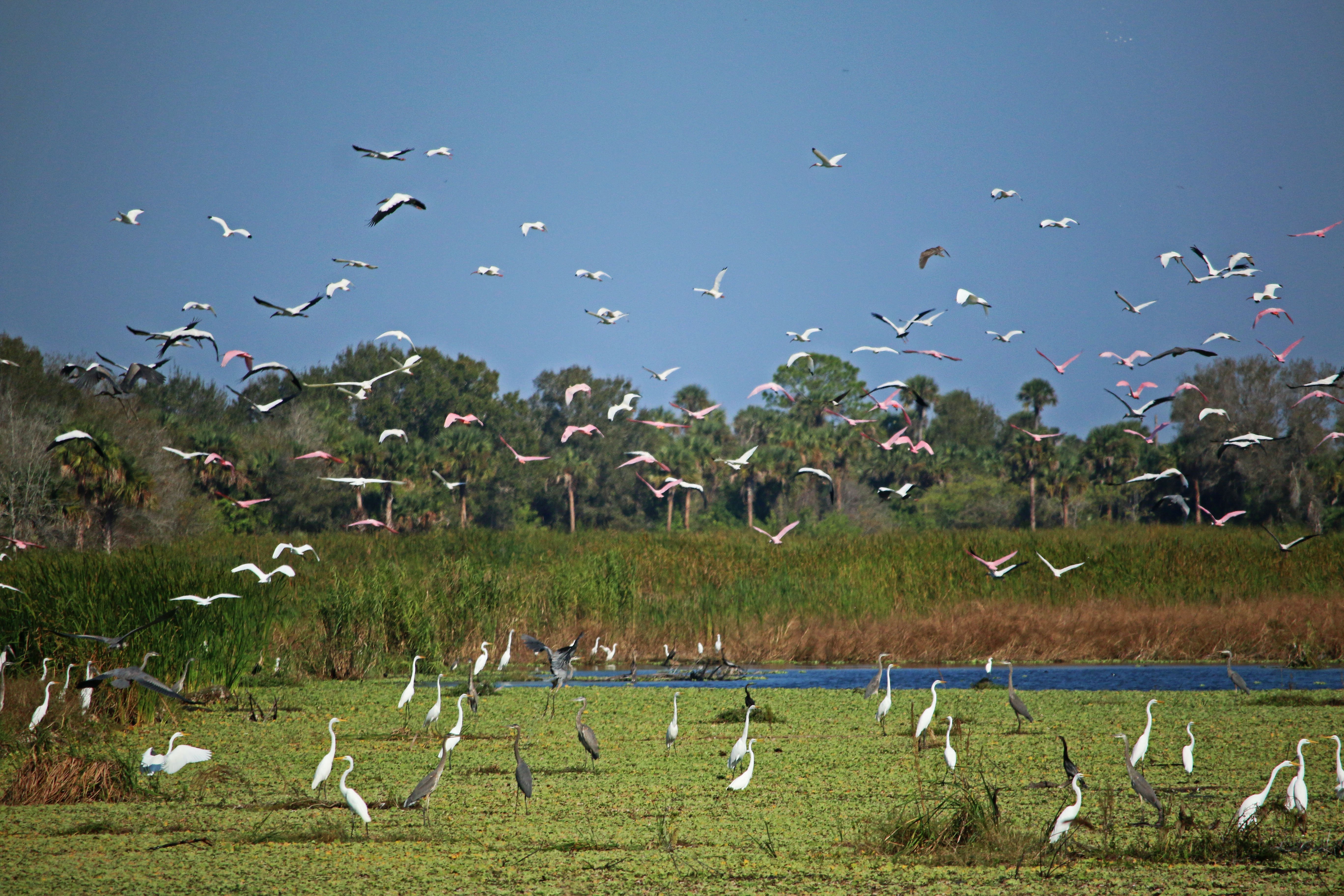 florida, nature, travel