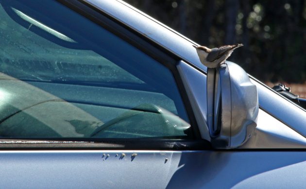 nature, birding, florida, nuthatch