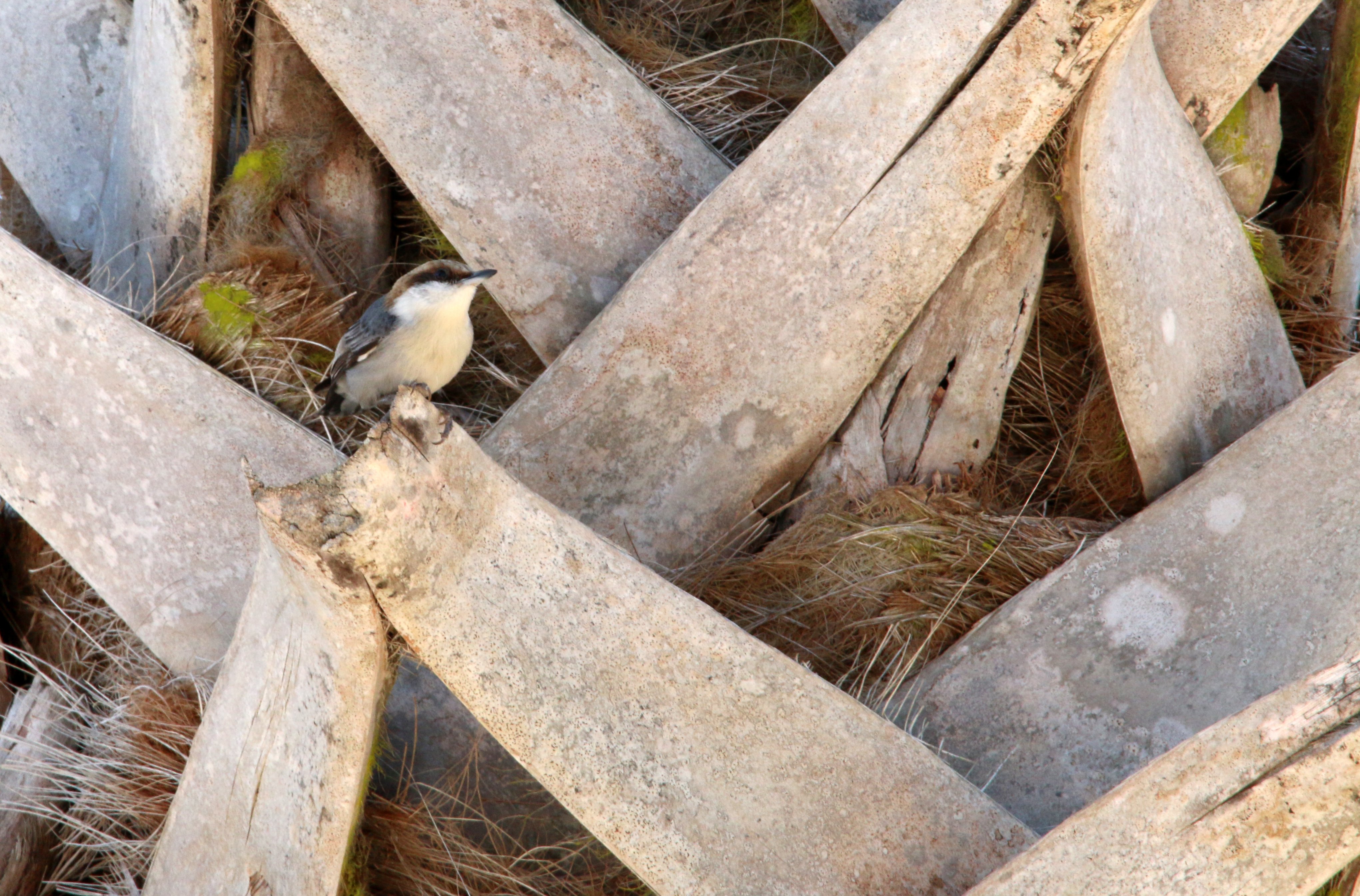 nature, birding, florida, nuthatch