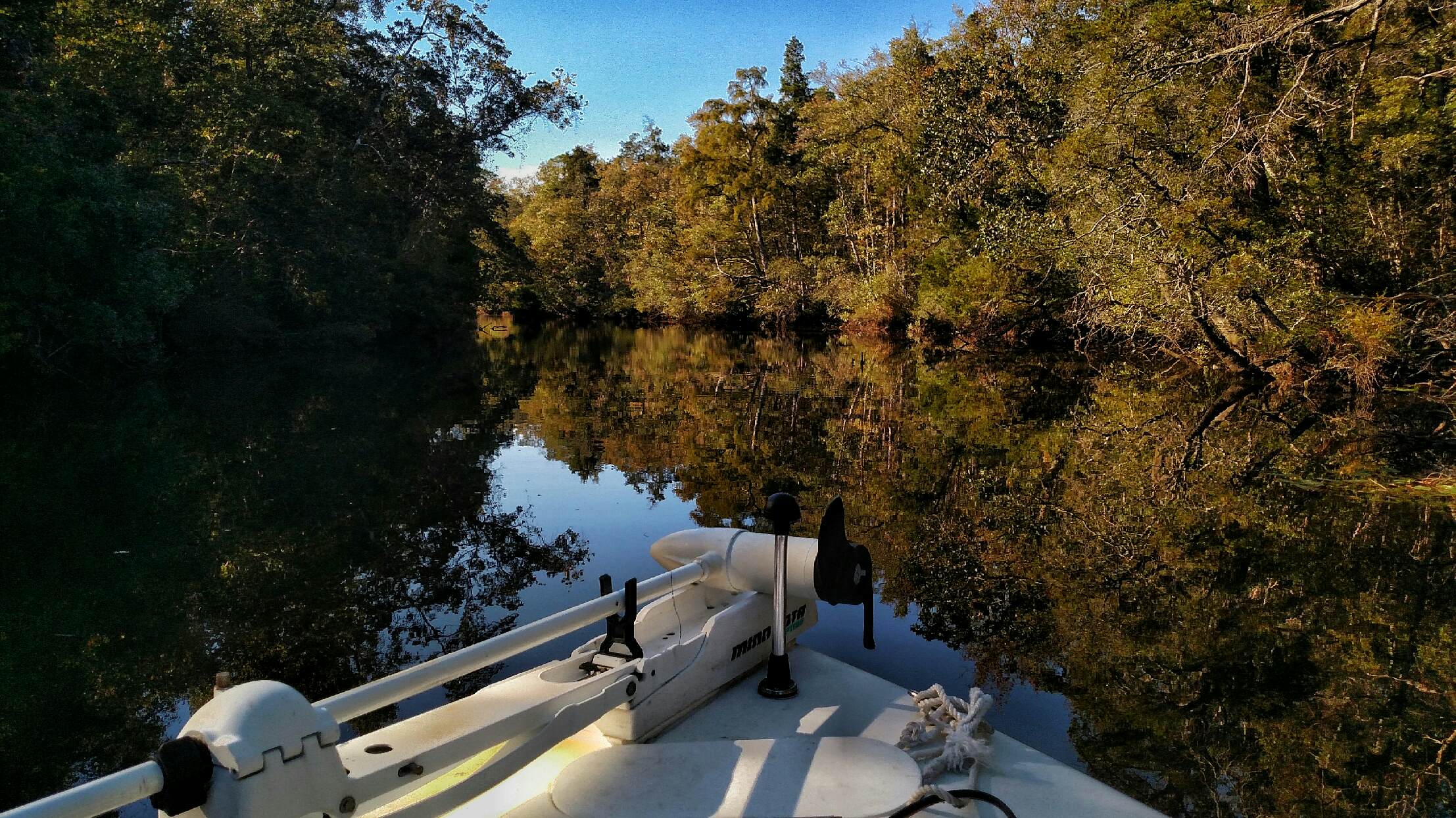 florida, nature, landscape, birding