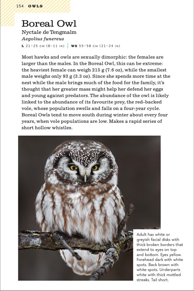 Animalstuffstore ontario.boreal-owl.small_-630x945 A Area Information Assessment – 10,000 Birds Bird  