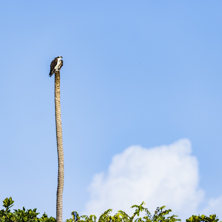 Animalstuffstore osprey-7445 CBC in Paradise – 10,000 Birds Bird  