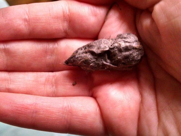 owl pellet in hand