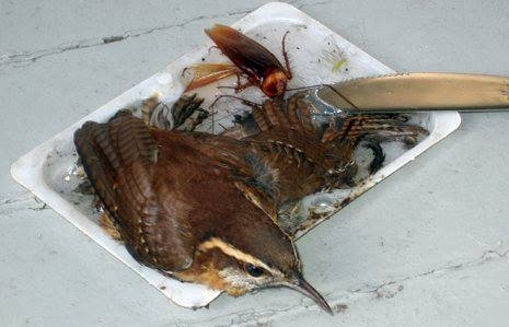 The Dangers of Glue Traps  The Wildlife Center of Virginia