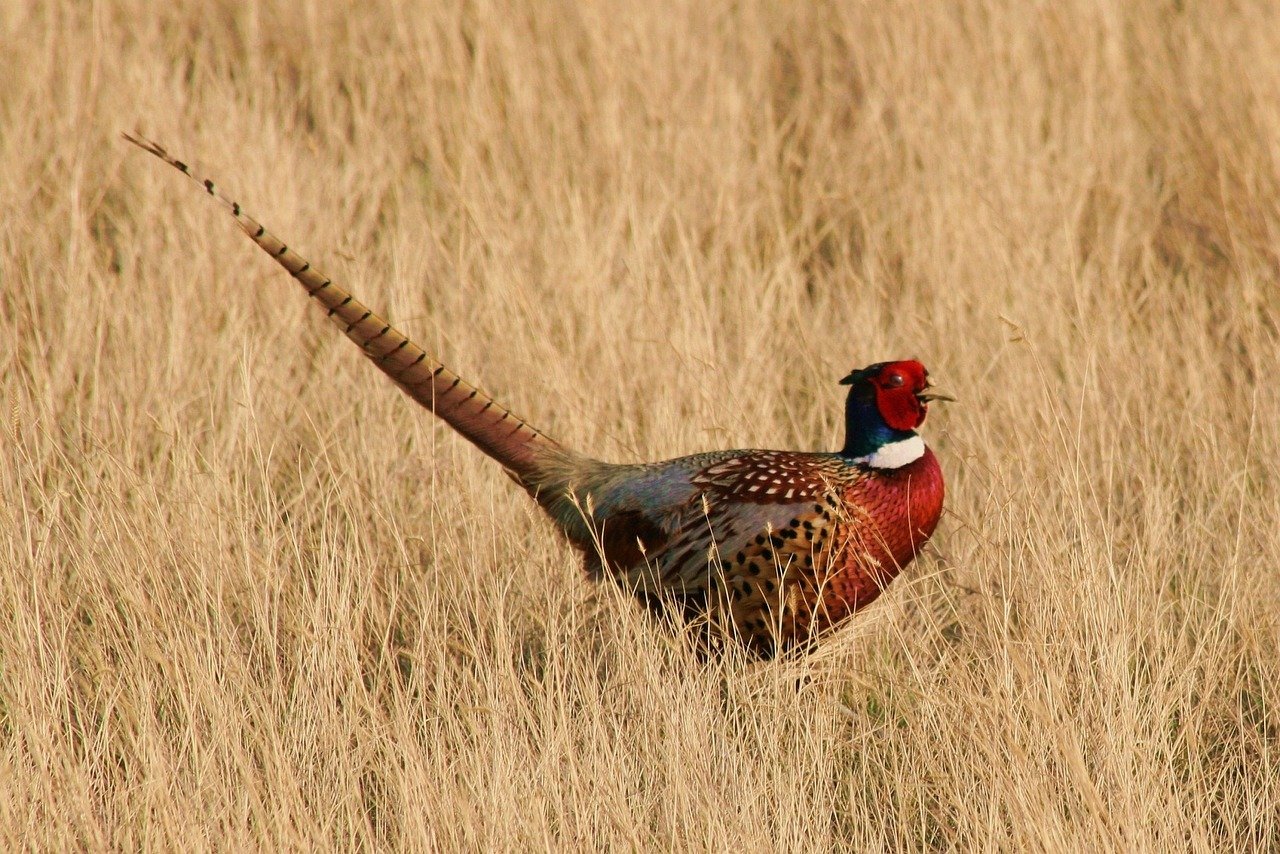 pheasant, birding, south dakota