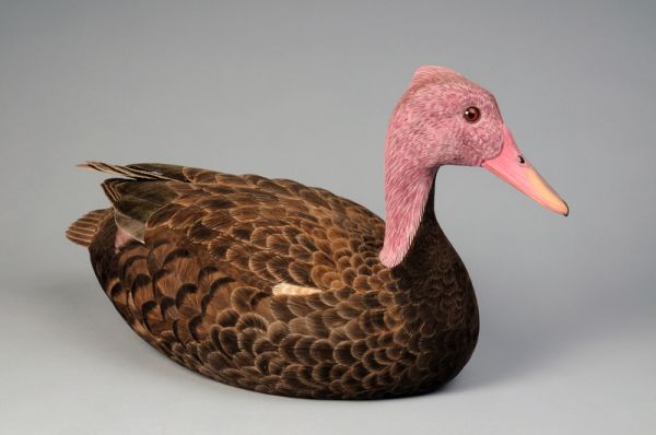 Pink-headed duck art decoy by Philip Nelson.