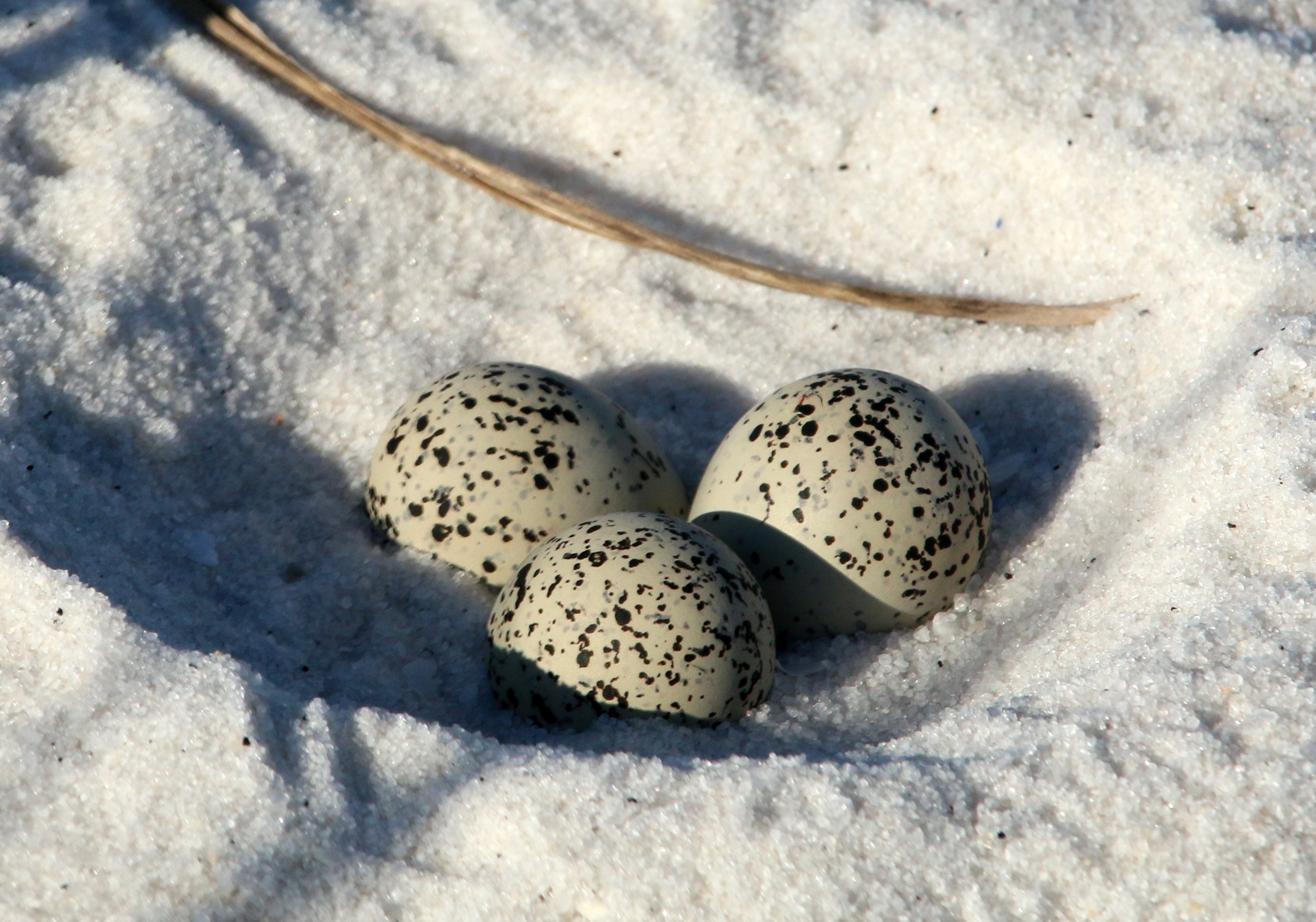 nature, landscape, eggs, birds, plover