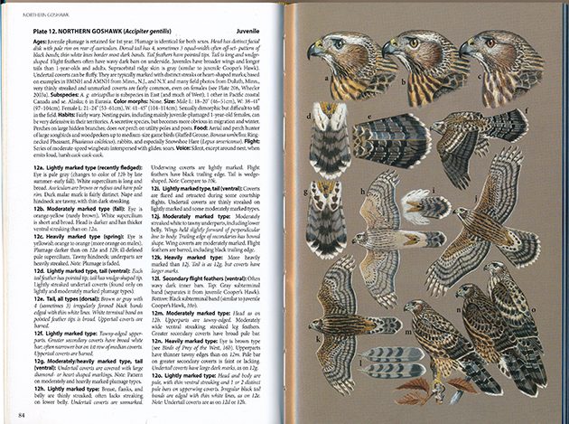 Birds of prey in my country (The artwork is mine and it is drawn to scale) : r/Ornithology