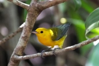 prothonotary warbler