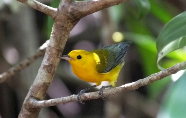 prothonotary warbler