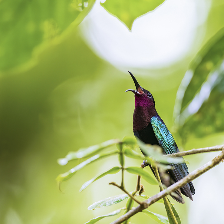 Animalstuffstore purple-throated-carib-8728-3 The King of the Lesser Antilles – 10,000 Birds Bird  