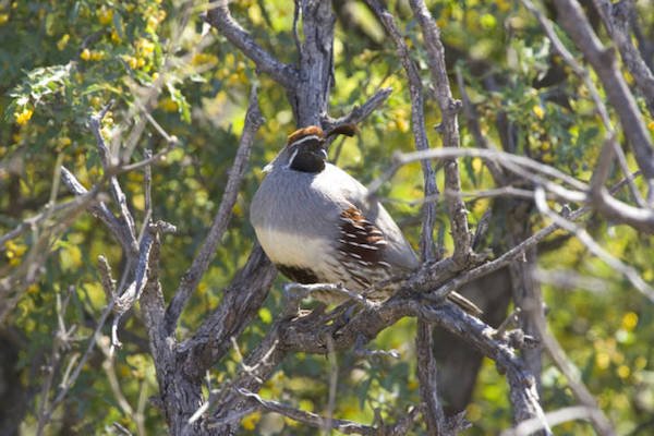 A quail perched among dry branches, clearly not in New Jersey