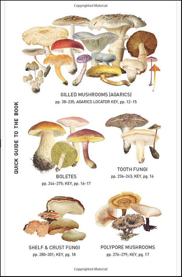 Peterson Field Guide to Mushrooms of North America, Second Edition: A