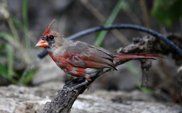 Molting Northern Cardinal