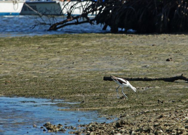 avocet, florida, nature, landscape