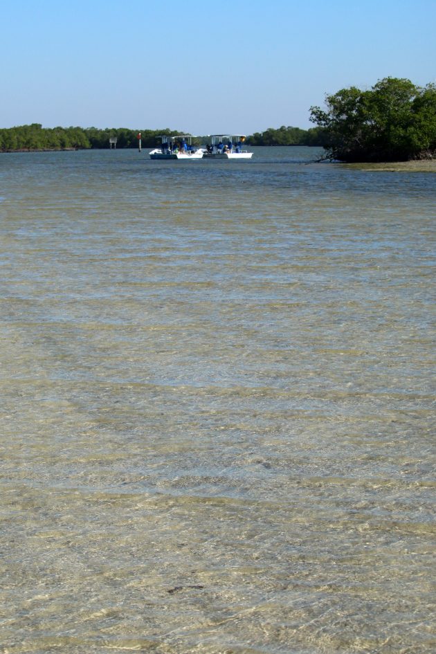 nature, landscape, florida