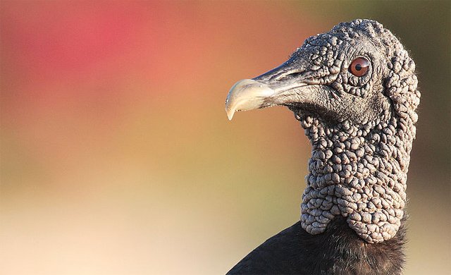black-vulture-1