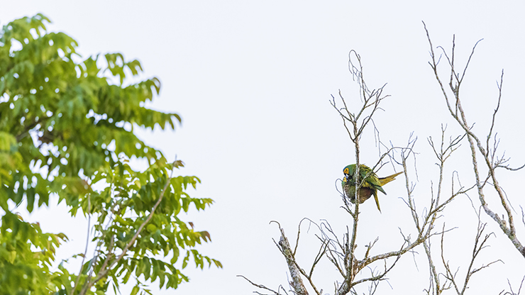 Animalstuffstore red-bellied-macaw-3353- But One other New Yard – 10,000 Birds Bird  