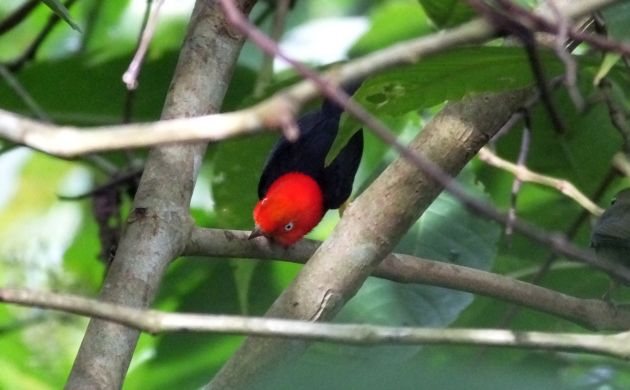 red-capped-manakin-dancing