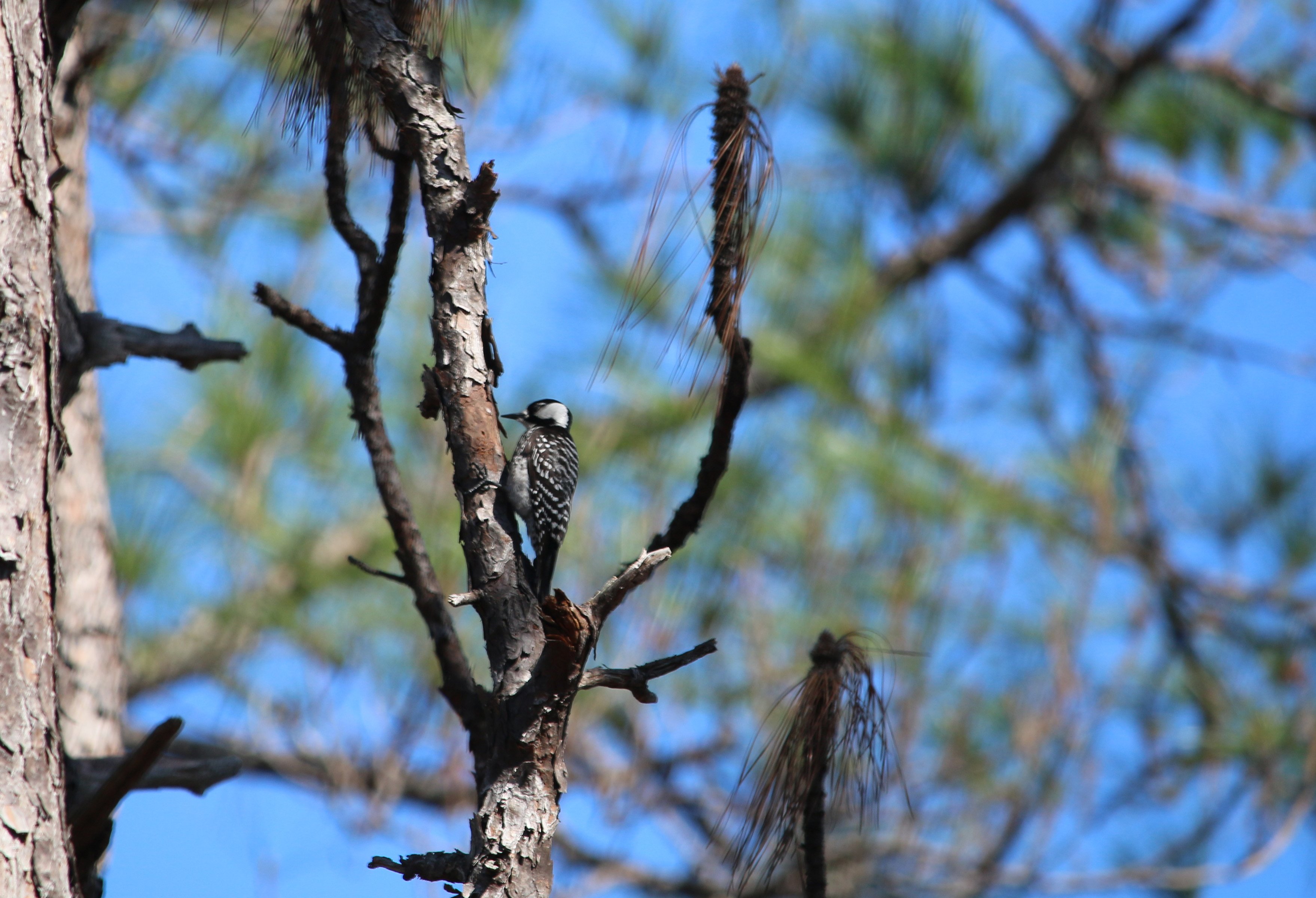 red-cockaded woodpecker