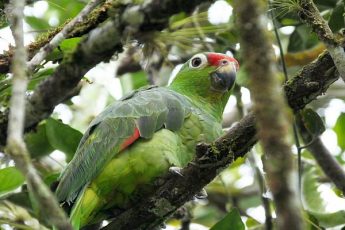 Red-lored Parrot