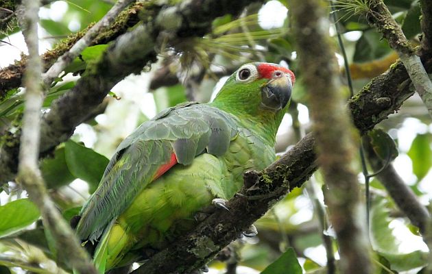 Red-lored Parrot