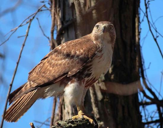 Adult red-tailed hawk on branch