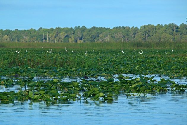 egrets, birding, nature, landscape