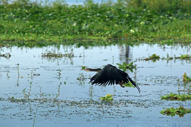 birding, florida, landscape, nature