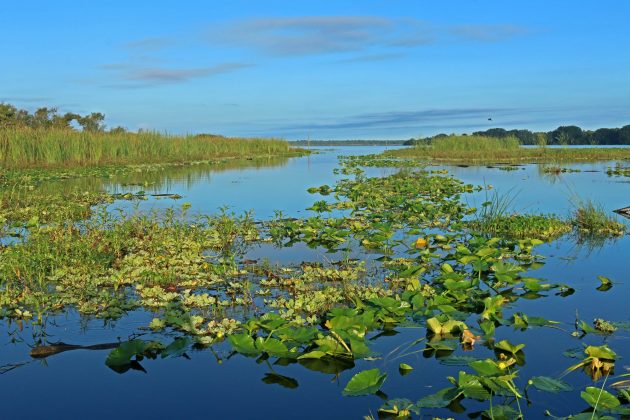 reservoir, florida, nature, birding