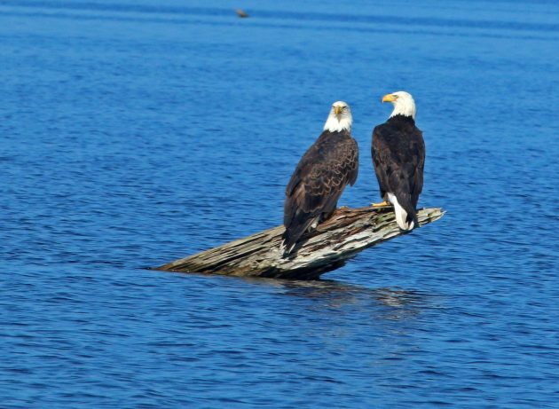 bald eagles, nature, landscape