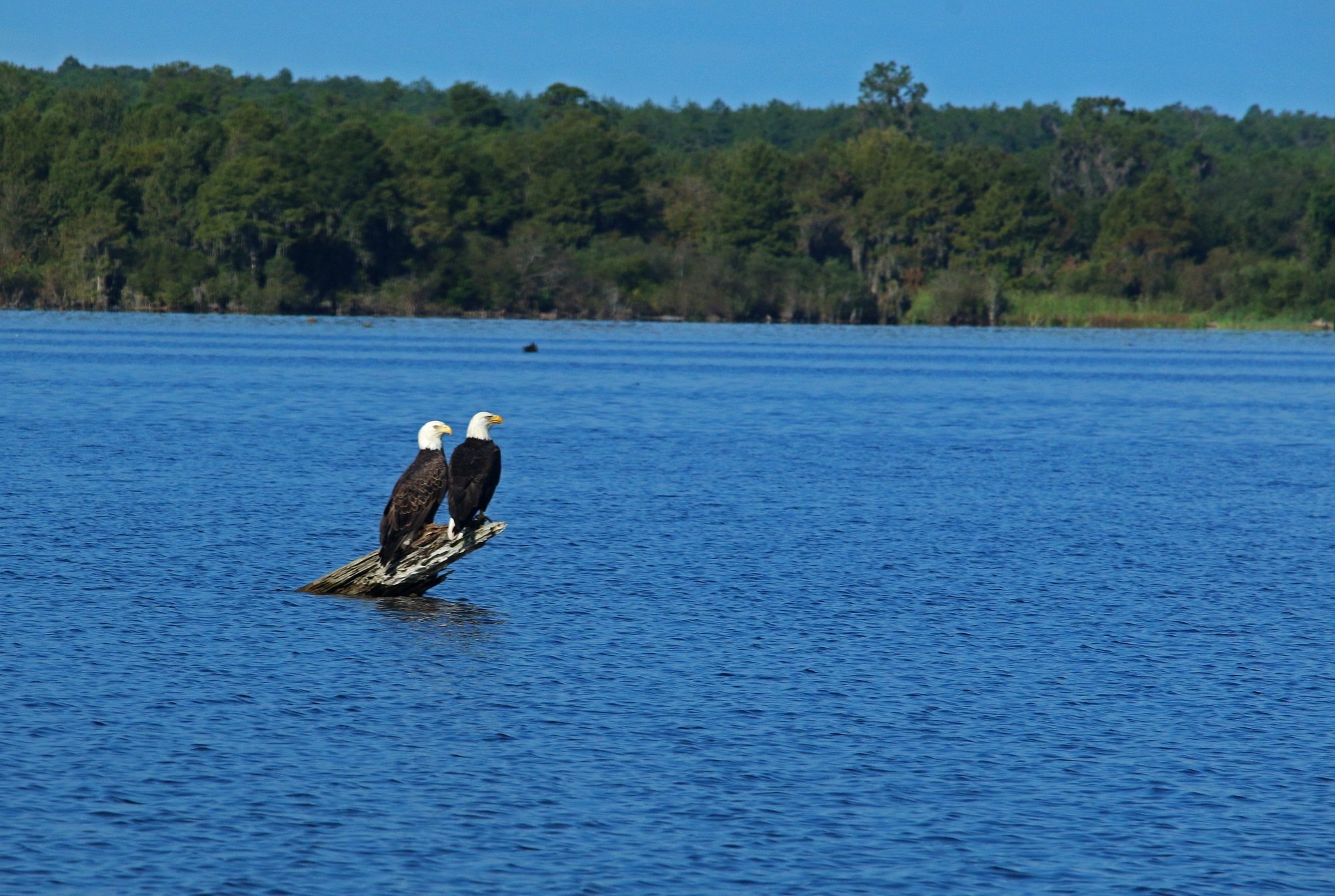 bald eagle, florida, nature