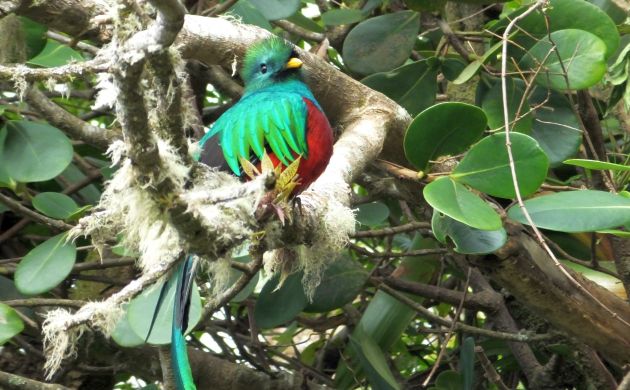 Resplendent Quetzal